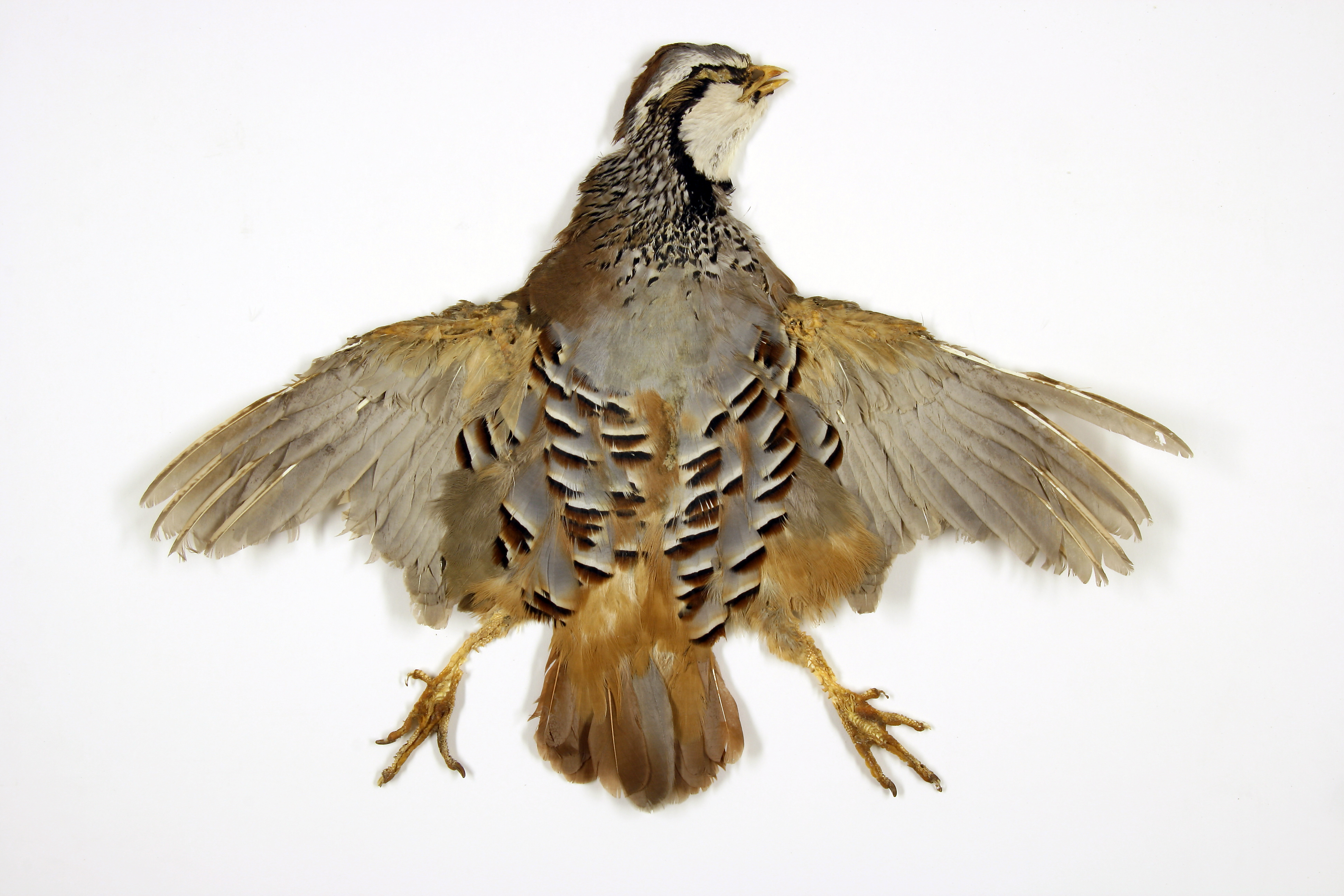 L'étrange herbier d'oiseaux