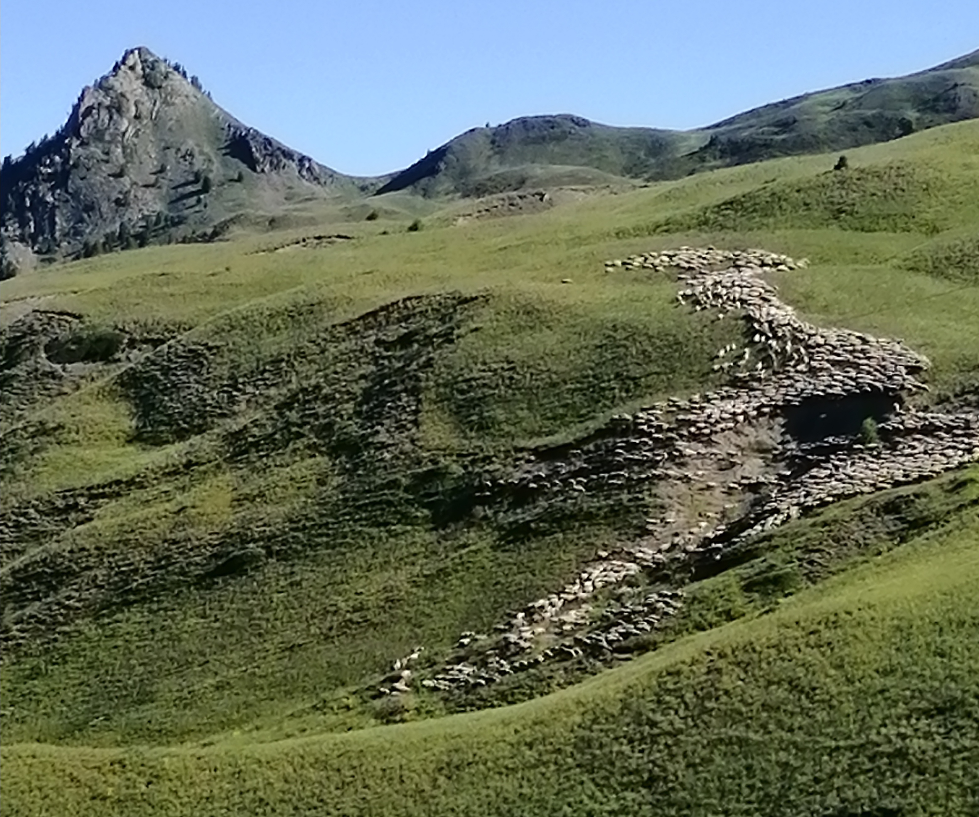 Jeune berger après la guerre, souvenirs d'enfance